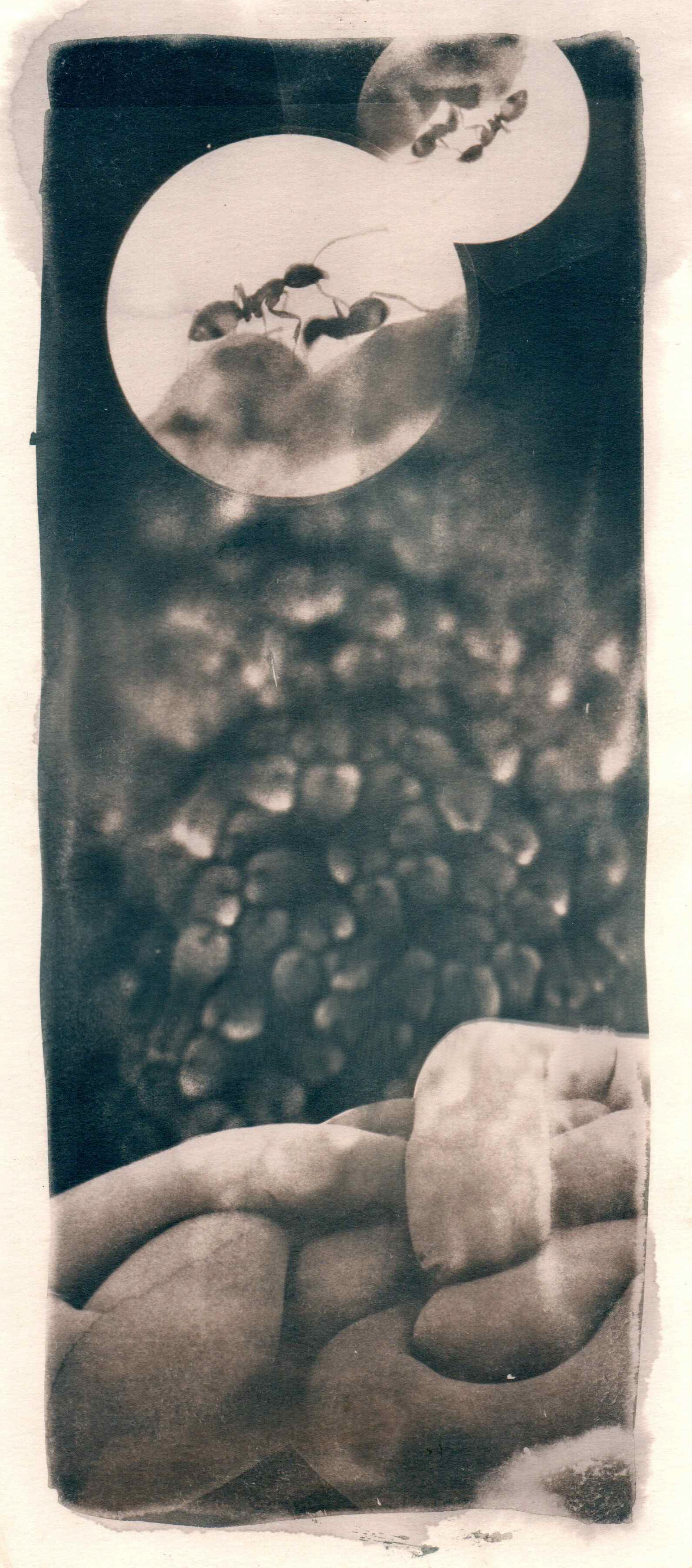 Somethingscape | 5.5” x 12”, Toned Cyanotype, 2023
