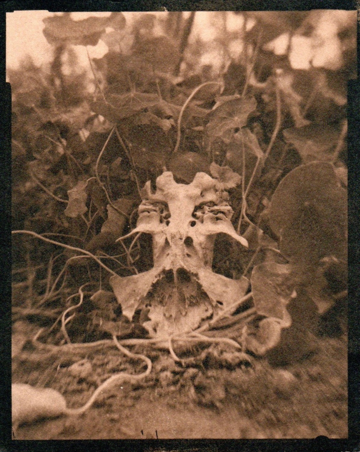 Skull | Tea toned cyanotype (from film negative shot in cardboard 4x5 camera with magnifying glass lens), 2022