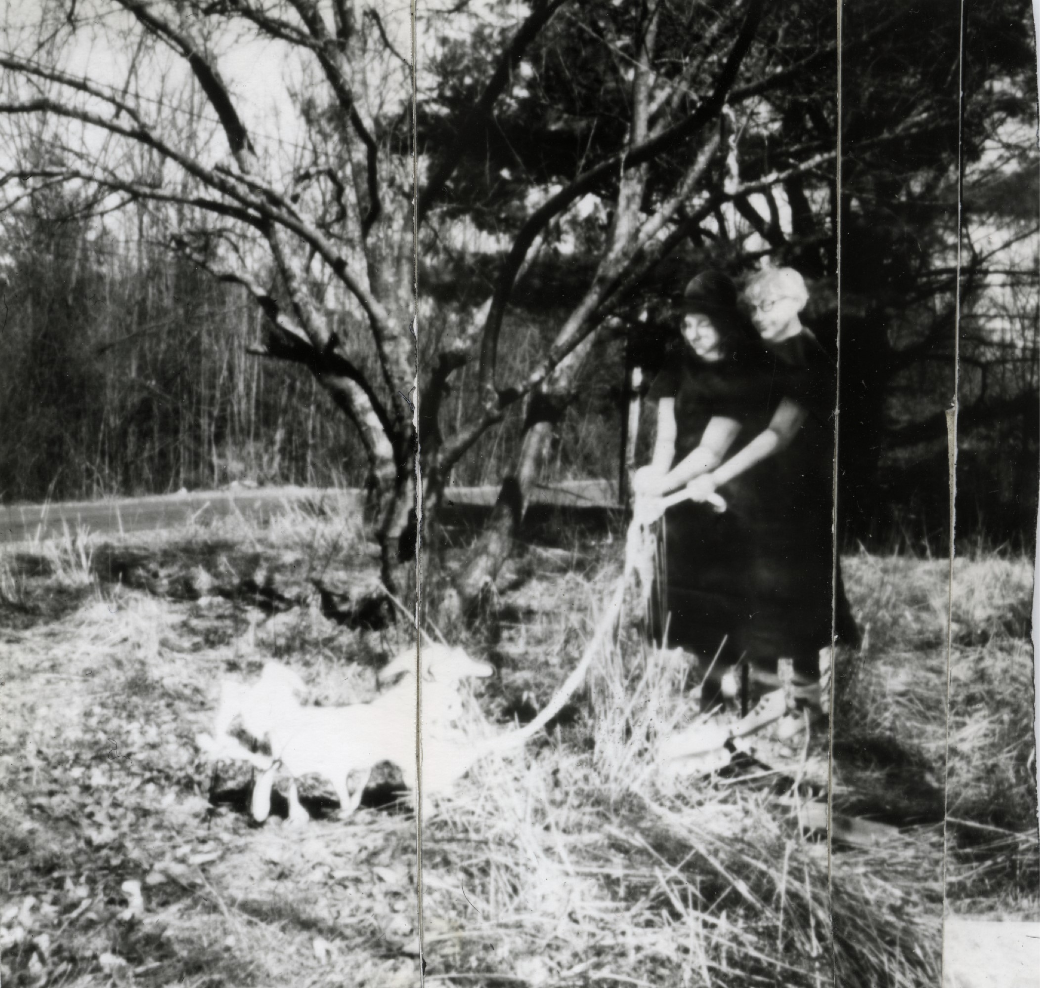 Walking the Dogulus Alternis- portrait of a life-size painting | 3.5x3.5”, direct positive paper pinhole exposure, 3 min, 2021